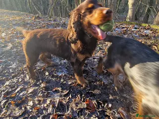 Cocker Spaniel dogs Teddy - Advert 3
