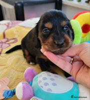 Dachshund dogs - Advert 8