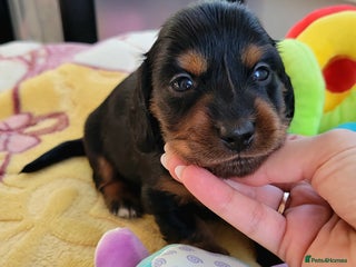 Dachshund dogs - Advert 15