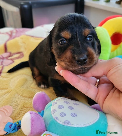 Dachshund dogs - Advert 4