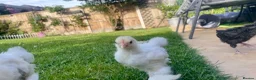 Chickens poultry for sale: 2x cockerels - white pekin and cuckoo Maran in Nuneaton - Advert 3