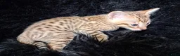 Savannah cats for sale: Super spotty F5 Savannah kittens - Advert 3