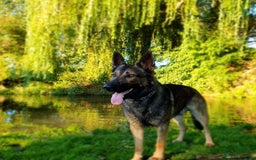 German Shepherd dogs for sale: CZECH SHEPHERD- NEEDS NEW LOVING HOME - Image 1