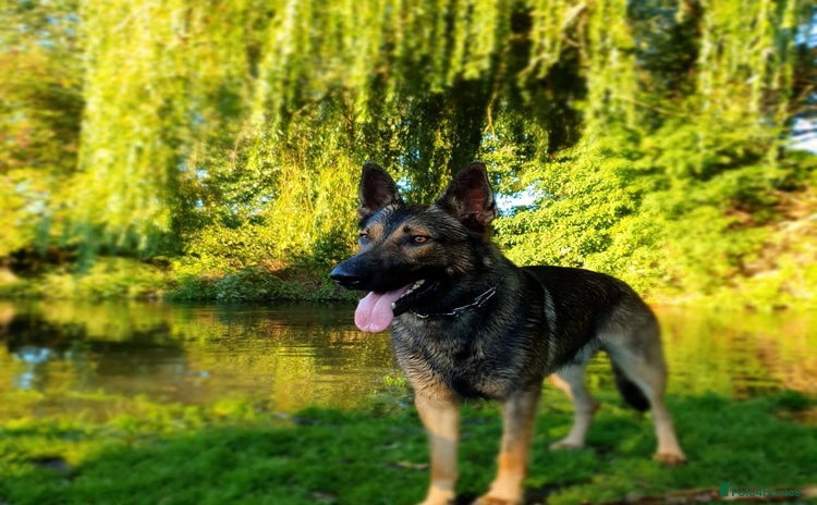 German Shepherd dogs - Advert 1