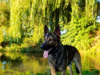 German Shepherd dogs - Advert 23