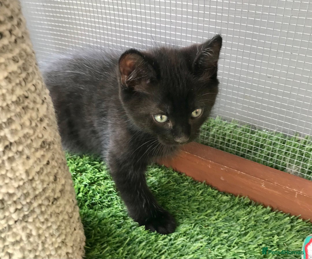 Mixed Breed cats for sale: 5 kitten’s available today  - Image 14