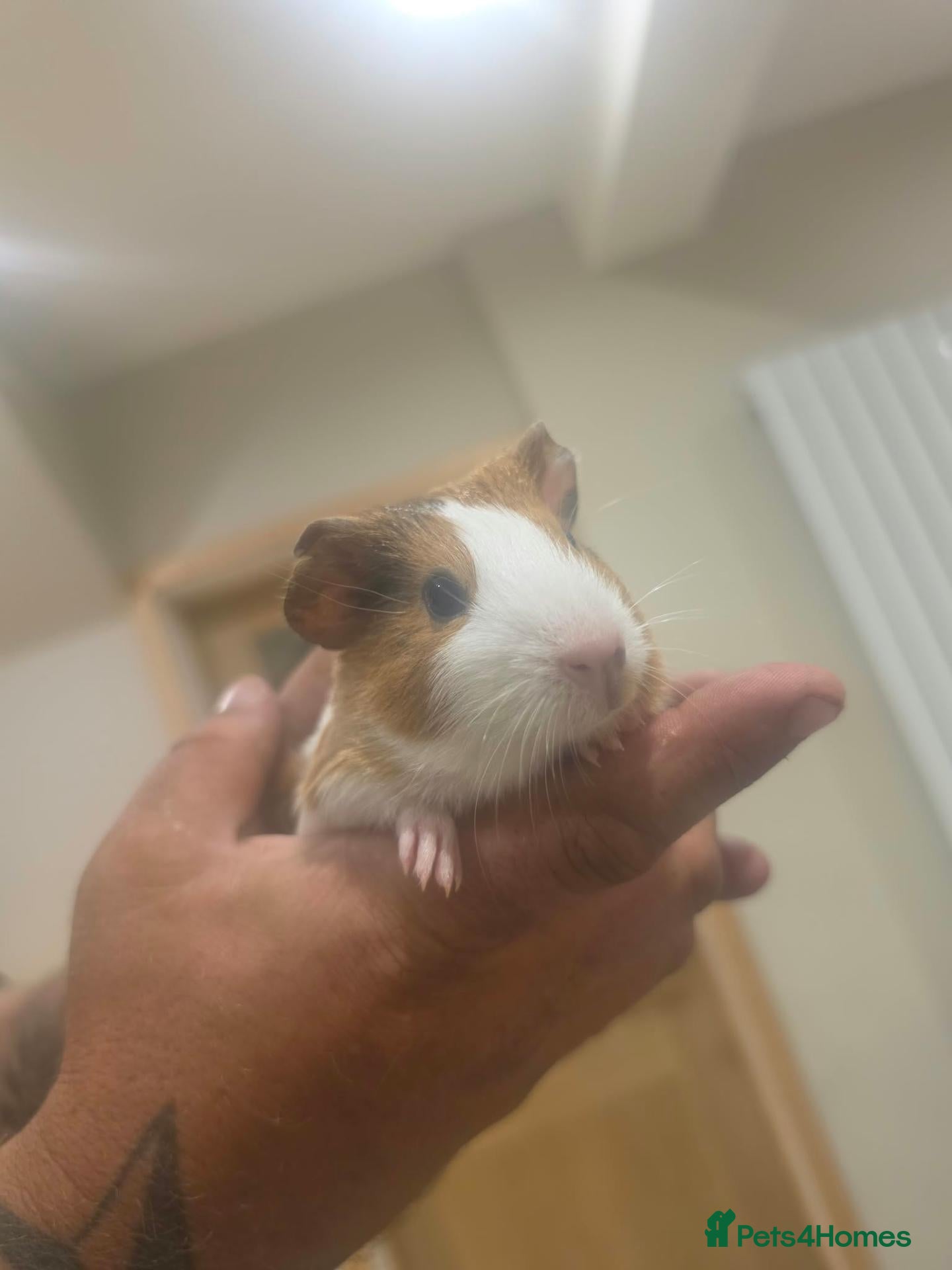 Guinea Pig rodents 4 baby guinea pigs 8 weeks old - Advert 6