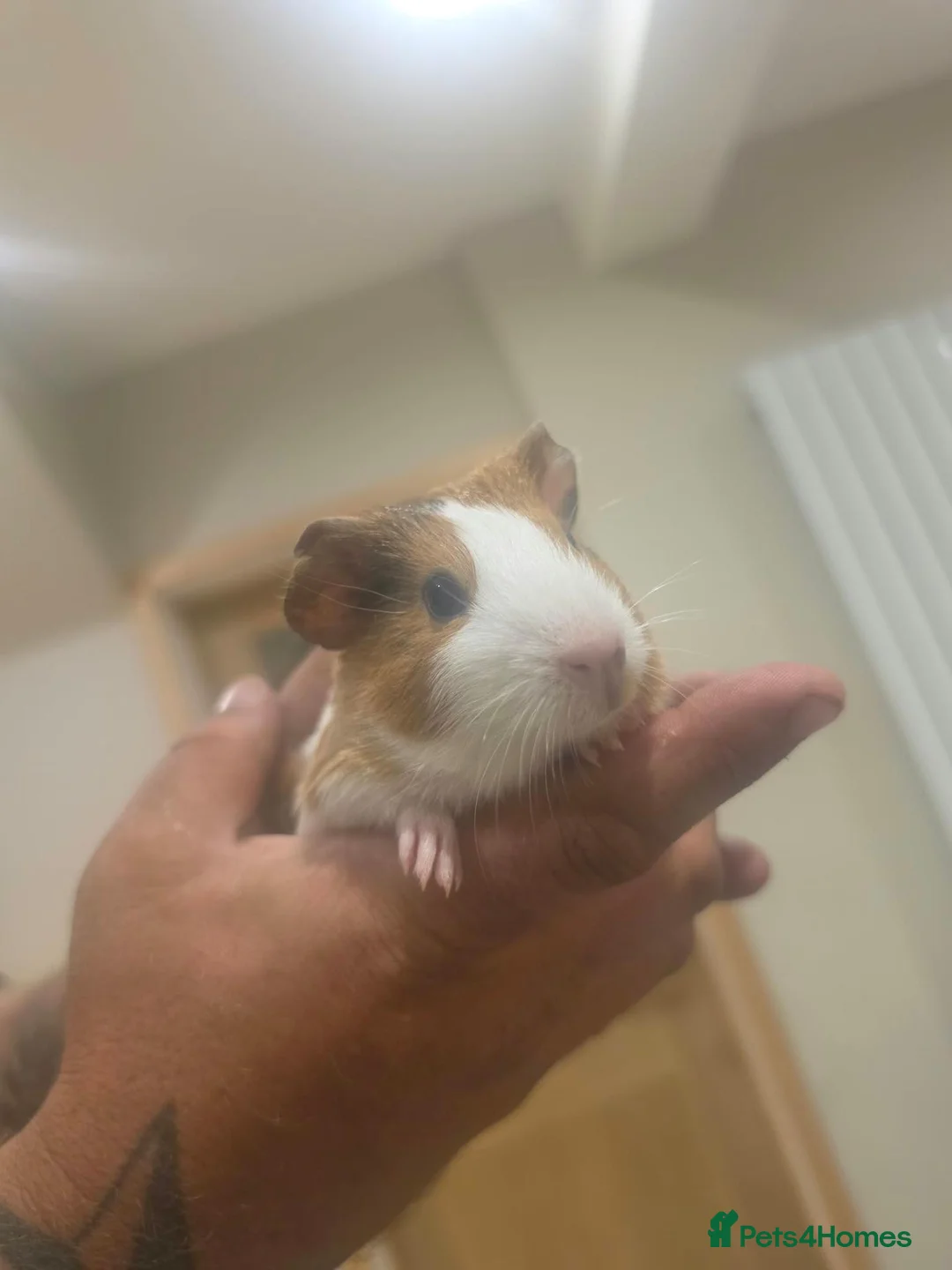 Guinea Pig rodents for sale: 4 baby guinea pigs 8 weeks old in Stanley - Advert 1