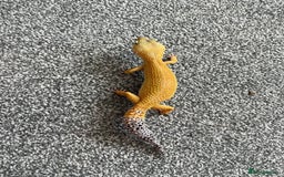 Leopard Gecko reptiles for sale: Beautiful Leopard Gecko  - Advert 4