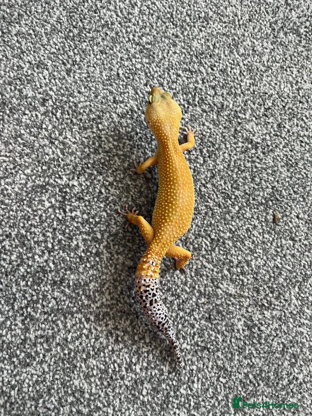Leopard Gecko reptiles for sale: Beautiful Leopard Gecko  - Advert 4