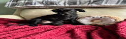 Mixed Breed dogs for sale: Bed Italian greyhound x miniature poodle  - Advert 4