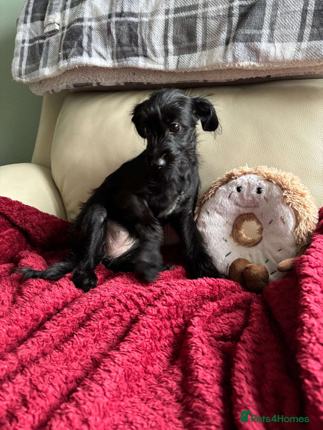 Mixed Breed dogs for sale: Bed Italian greyhound x miniature poodle  - Advert 4