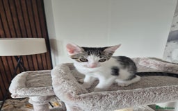Bengal cats for sale: Male bengal cross - Image 5