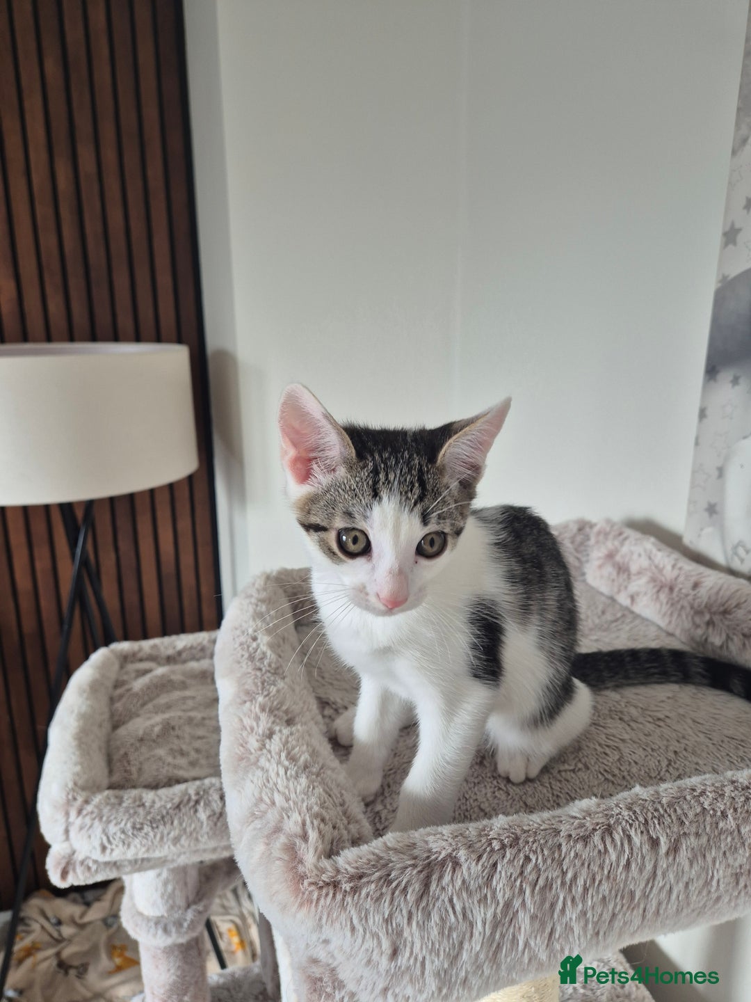 Bengal cats for sale: Male bengal cross - Image 5