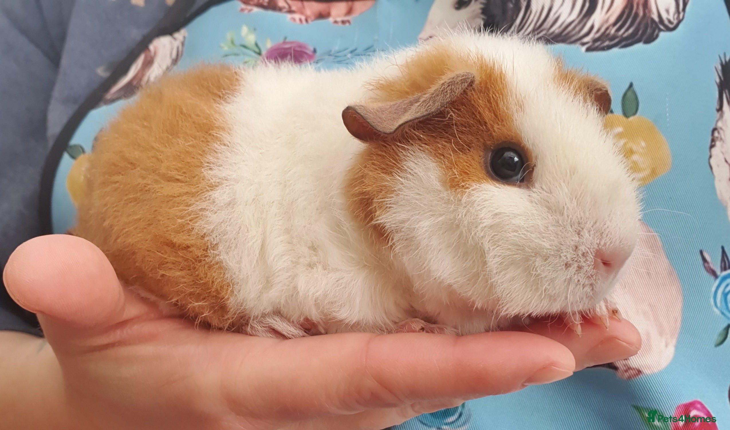 Guinea Pig rodents guinea pigs  - Advert 7