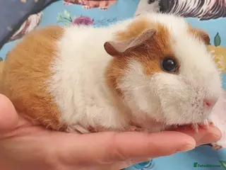 Guinea Pig rodents guinea pigs - Advert 7