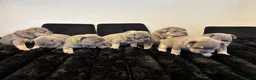 French Bulldog dogs for sale: Pedigree French Bulldog puppies-2 boys and 3 girls - Advert 10