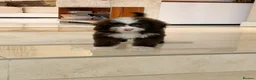 Toy Poodle dogs for sale: Toy poodle female - Advert 1