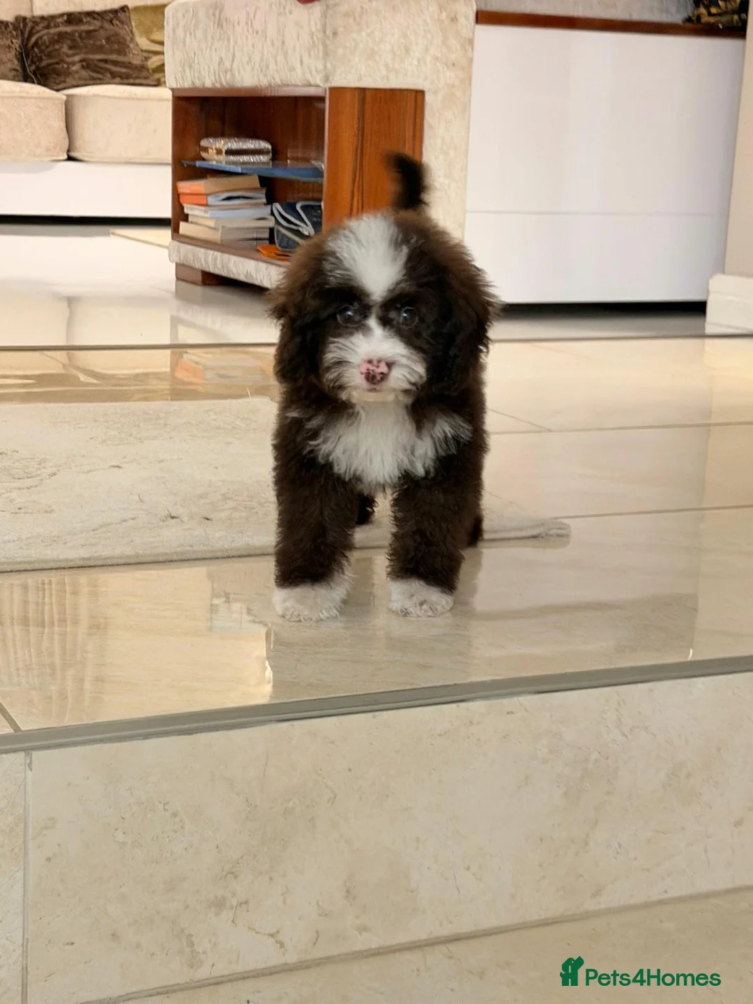 Toy Poodle dogs for sale: Toy poodle female - Advert 1