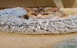 Mixed Breed cats for adoption: Maple is looking for home 🍁  - Image 3