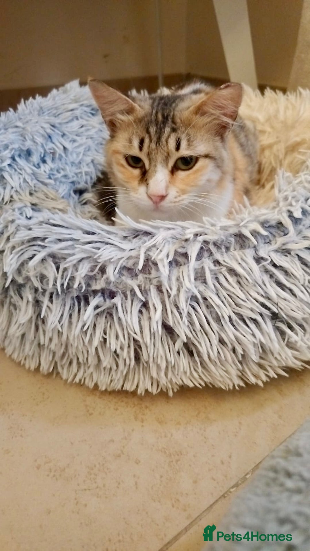 Mixed Breed cats for adoption: Maple is looking for home 🍁  - Image 3