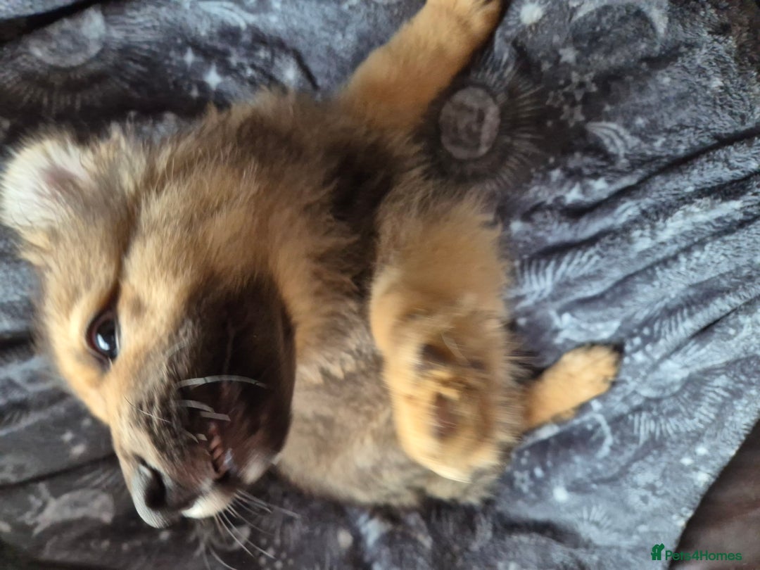 German Shepherd dogs for sale: German Shepard Puppy's 9 weeks  - Image 9