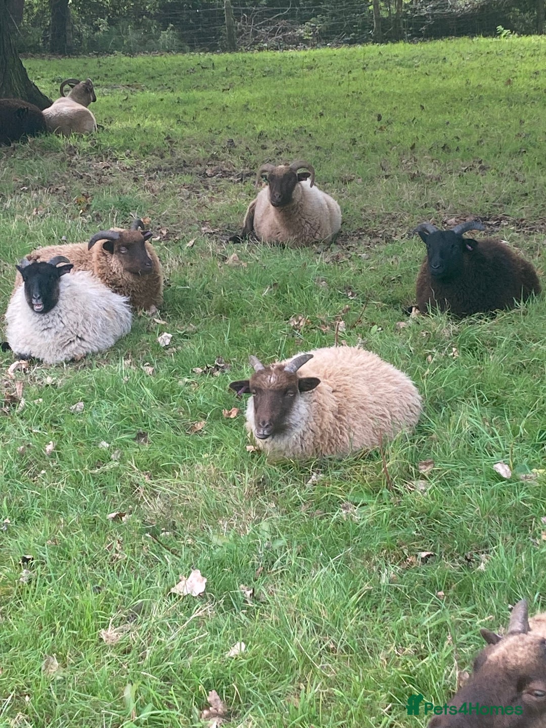 Sheep livestock for sale: Manx Loaghto X North Ronaldsway - Advert 1