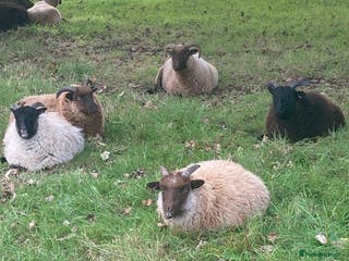 Sheep livestock Manx Loaghto X North Ronaldsway - Advert 1