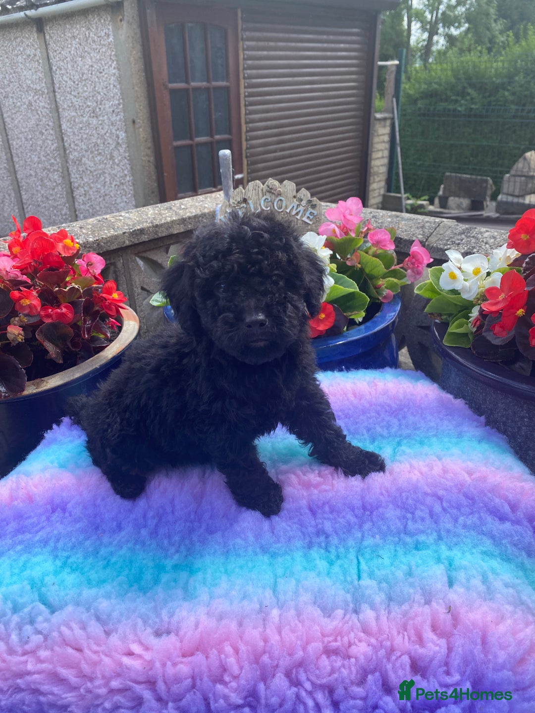 Cavapoo dogs for sale: 1 girl left 💕 f1b cavapoos ready now 🏡 - Image 3