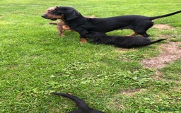 Mixed Breed dogs for sale: Dachshund cross puppies for sale  - Image 5