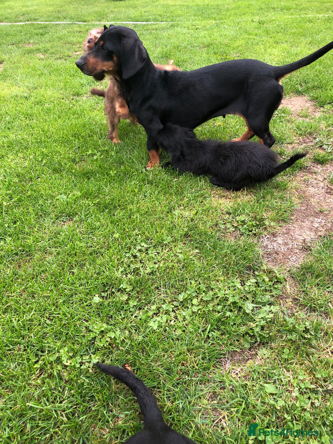 Mixed Breed dogs for sale: Dachshund cross puppies for sale  - Image 5