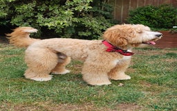 Australian Labradoodle dogs for stud: HIP 0/0 ELBOW 0/0! 100% AUSTRALIAN LABRADOODLE - Image 6