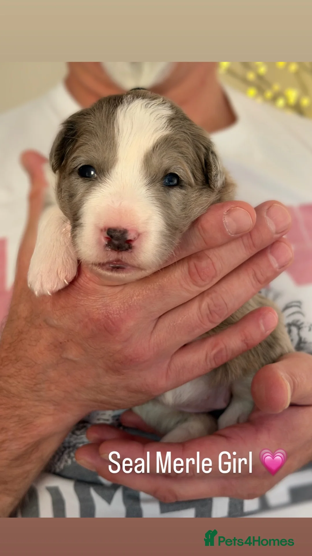Border Collie dogs for sale: Beautiful Champion Line Puppies  - Advert 7