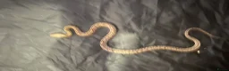Corn Snake reptiles for sale: 2x corn snakes 1x mourning gecko with full setups - Advert 16