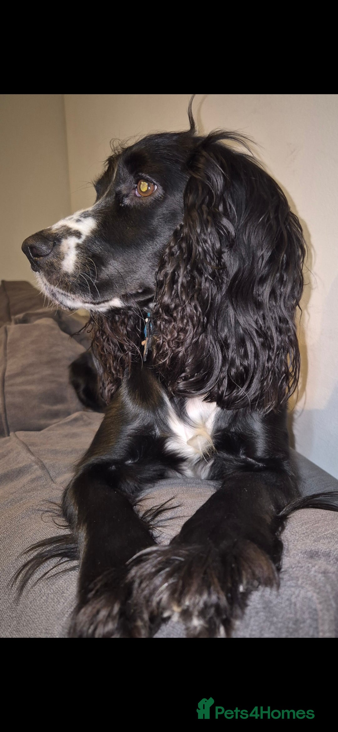 Cocker Spaniel dogs for sale: 3 stunning boys  - Image 7