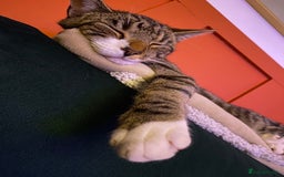 Domestic Shorthair cats for sale: Male cat - Image 8