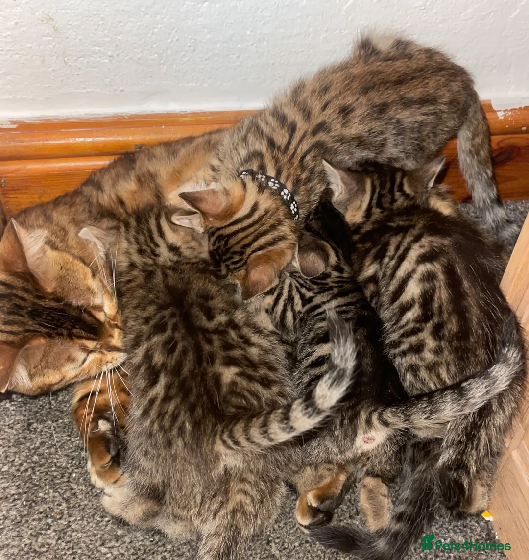 Bengal cats for sale: Bengal boy - Advert 1