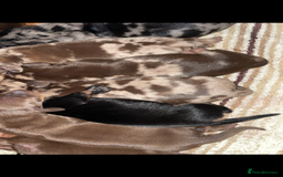 Dachshund dogs for stud: Kc Mini long haired dapple  in Leeds - Image 6