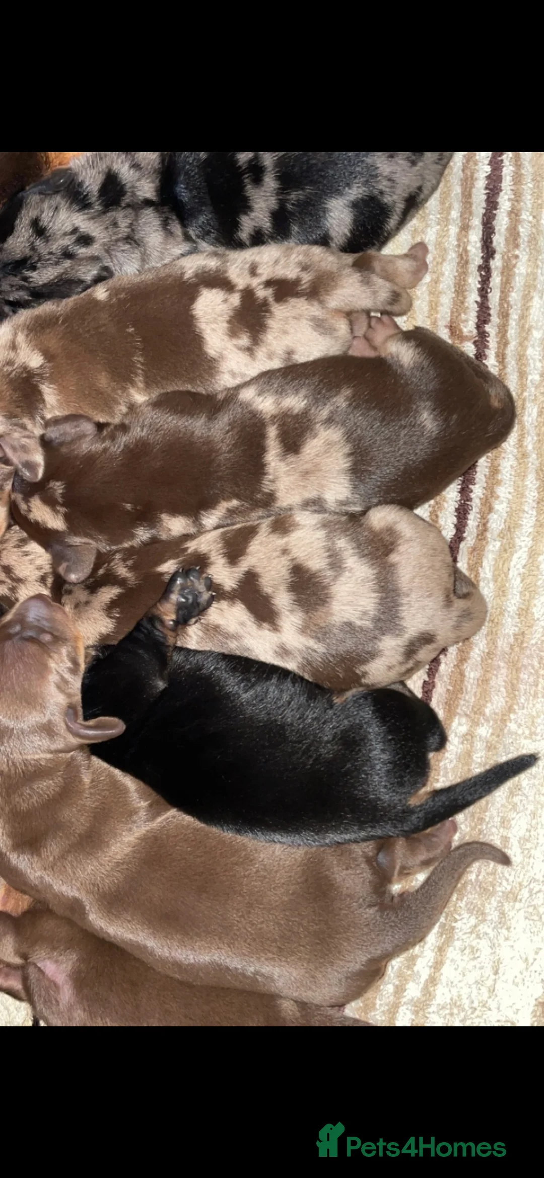 Dachshund dogs for stud: Kc Mini long haired dapple  in Leeds - Advert 6