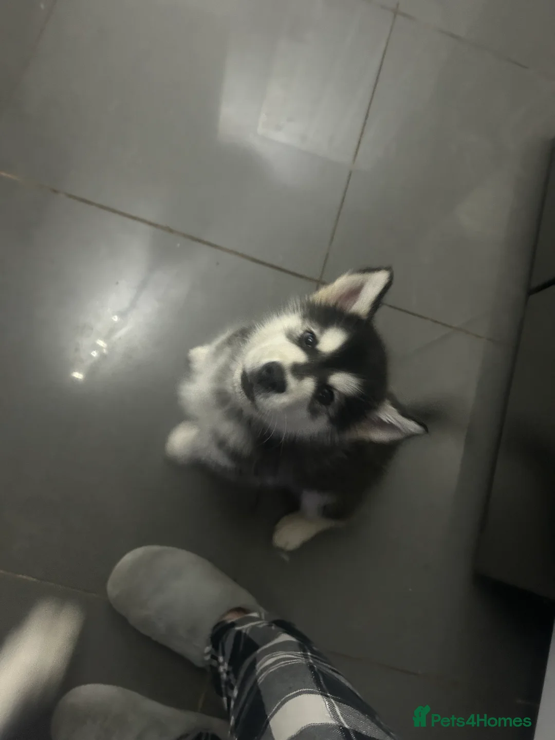 Alaskan Malamute dogs for sale: LAST BABY BOY! - Advert 1