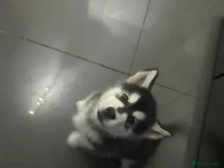 Alaskan Malamute dogs LAST BABY BOY! - Advert 8