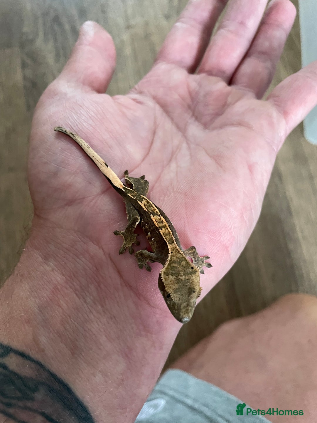 Gecko reptiles for sale: Crested Geckos Available  - Image 5