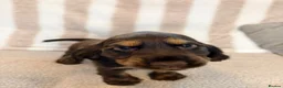 Cocker Spaniel dogs for sale: Beautiful Show Cocker Spaniel pup - Advert 6