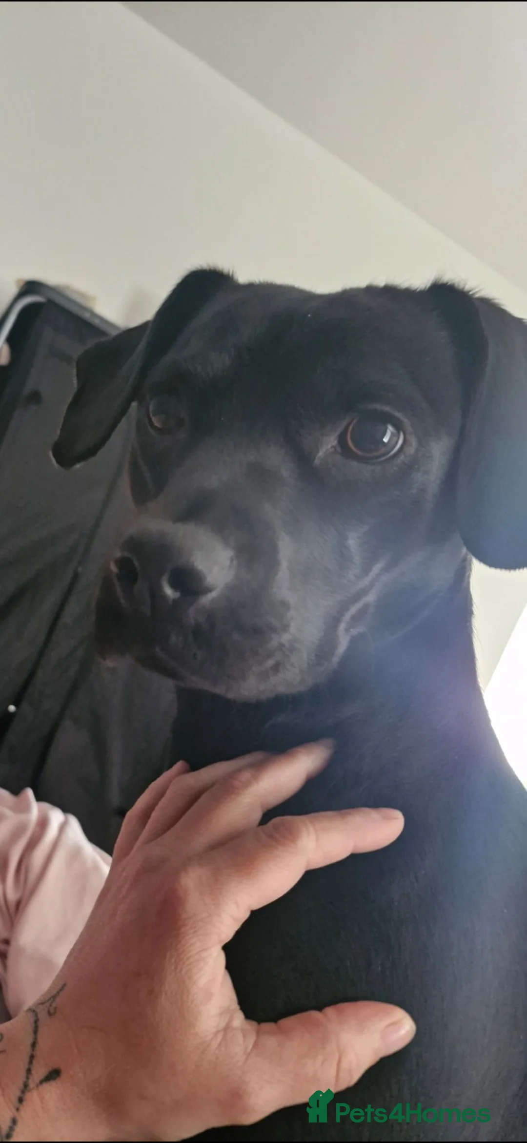 Mixed Breed dogs for sale: Puppies in Hartlepool - Advert 1
