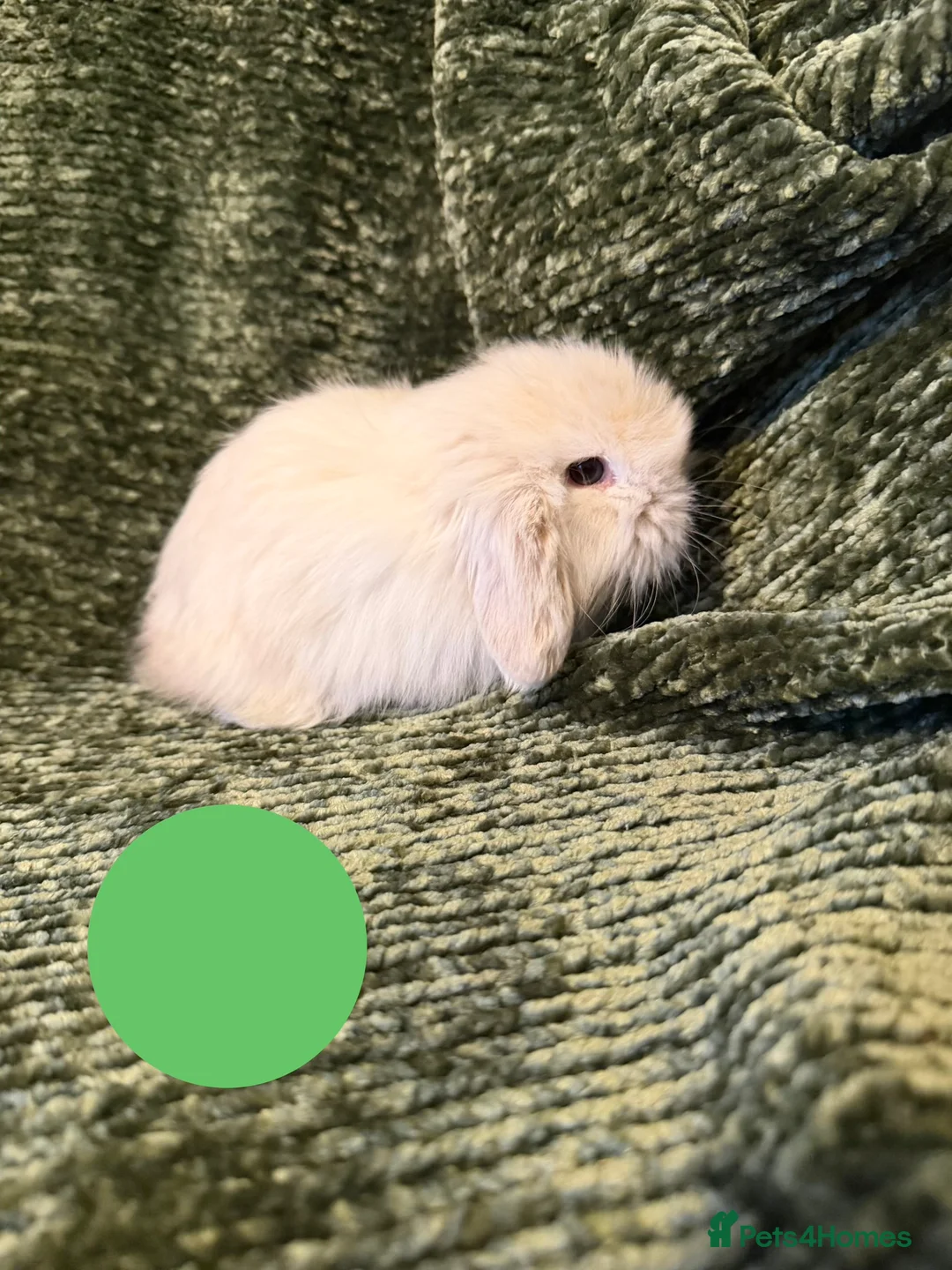 Mini Lop rabbits for sale: Mini Lop crossed Lion Lop Bunnies  - Advert 6
