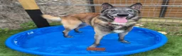 Belgian Shepherd Dog dogs for adoption: BARRY - Older Shepherd - Advert 5