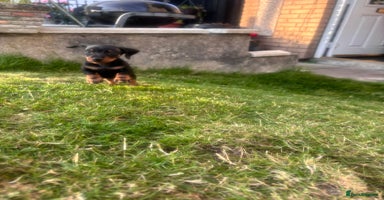 Miniature Dachshund dogs - Advert 16