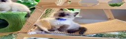 Ragdoll cats for sale: Beautiful fluffy TICA Ragdoll babies from champion - Advert 2