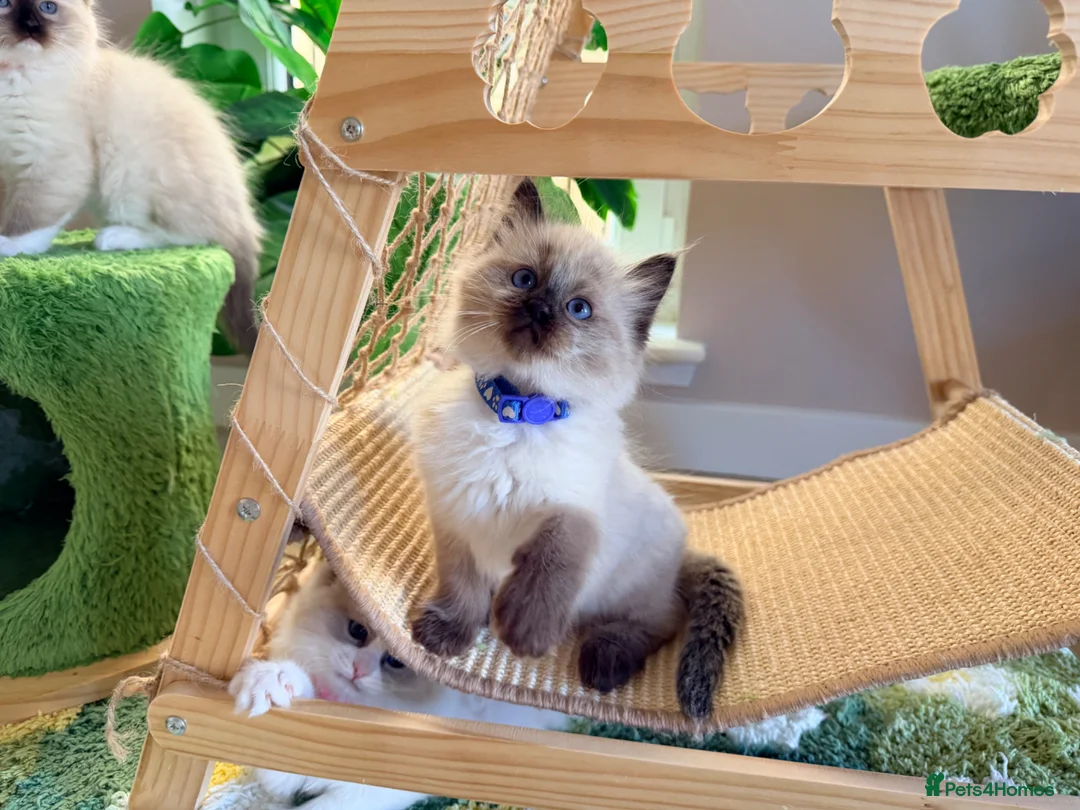 Ragdoll cats for sale: Beautiful fluffy TICA Ragdoll babies from champion - Advert 2