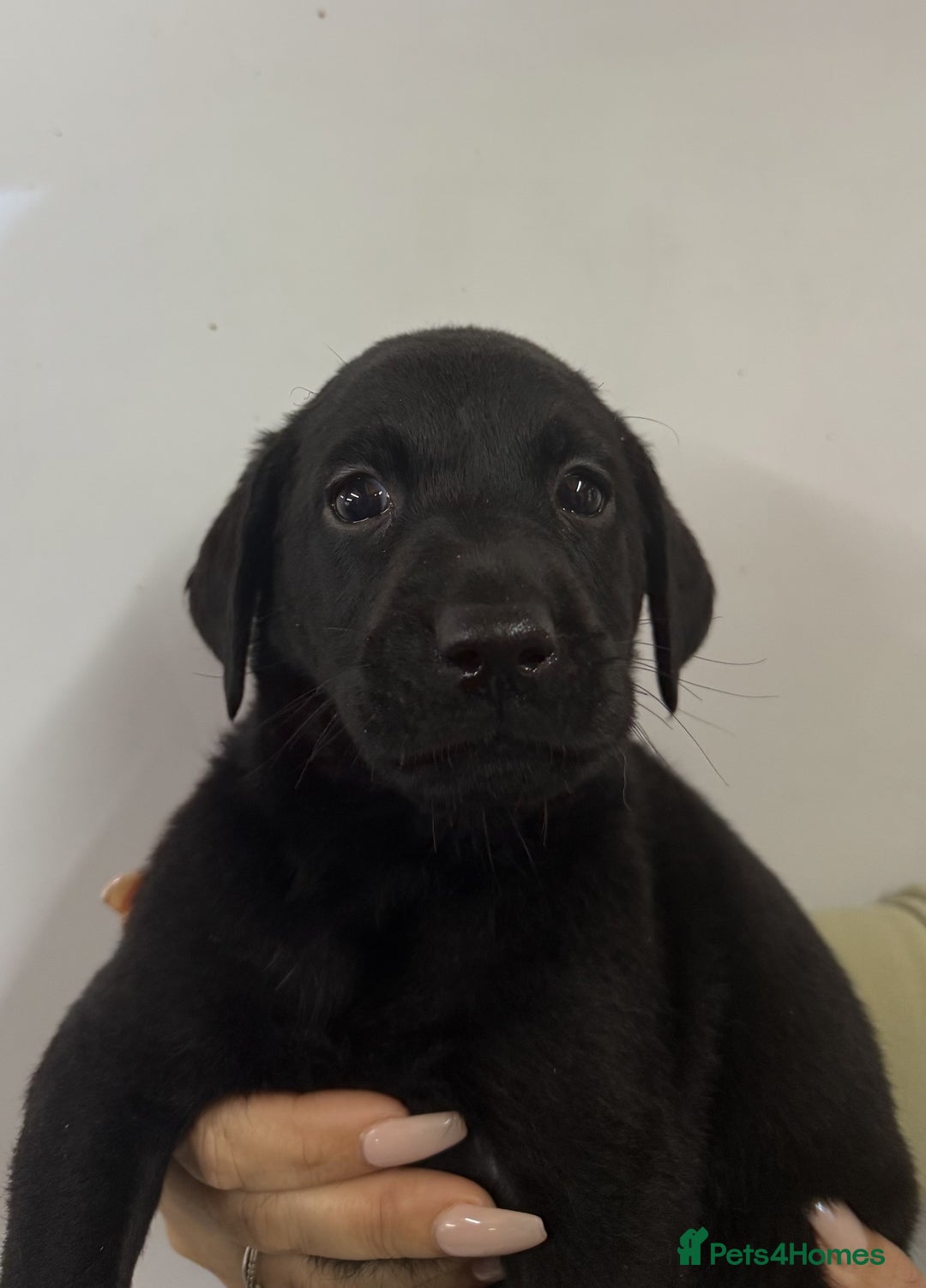Labrador Retriever dogs for sale: Labrador Puppies For Sale - Advert 8